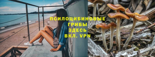прущие грибы Ладушкин