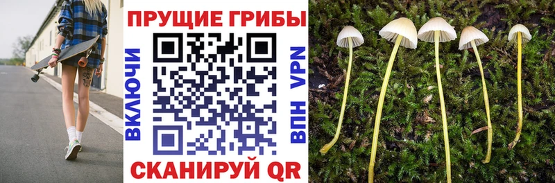 продажа наркотиков  Тихорецк  Галлюциногенные грибы Psilocybe 